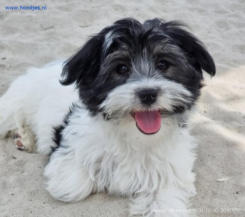 Boomer 12725 aangeboden bij Kennel de